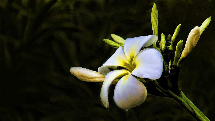 White Flower Photograph by Don Durfee