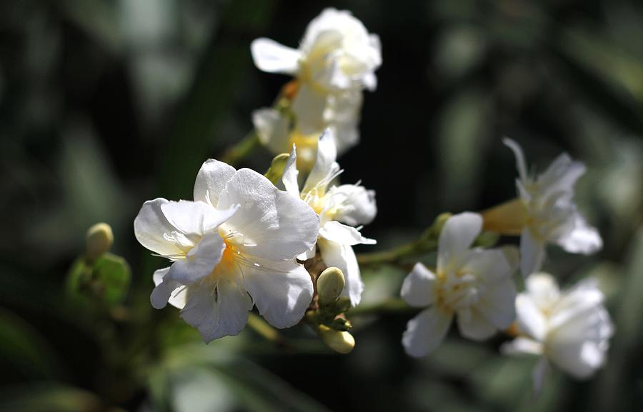 White Flower - Early Spring Time Photograph by Ramabhadran Thirupattur