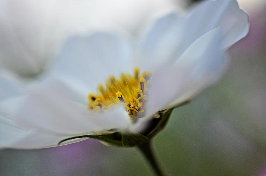 White Flower - Fine Art Macro Photography Photograph by Marianna Mills