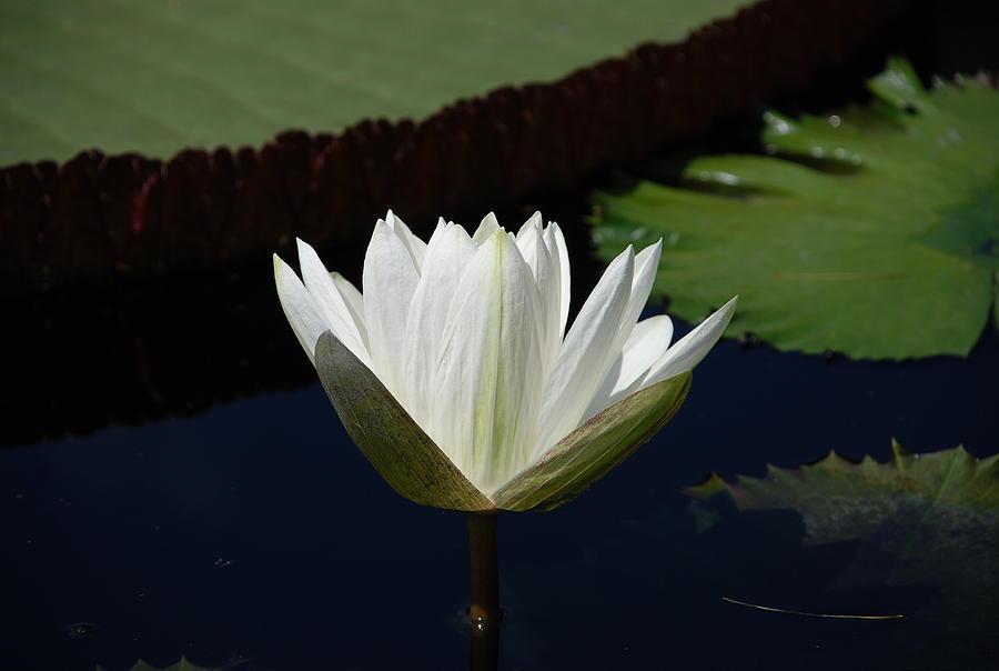 Lily Photograph - White Flower Growing Out of Lily Pond by Jennifer Ancker