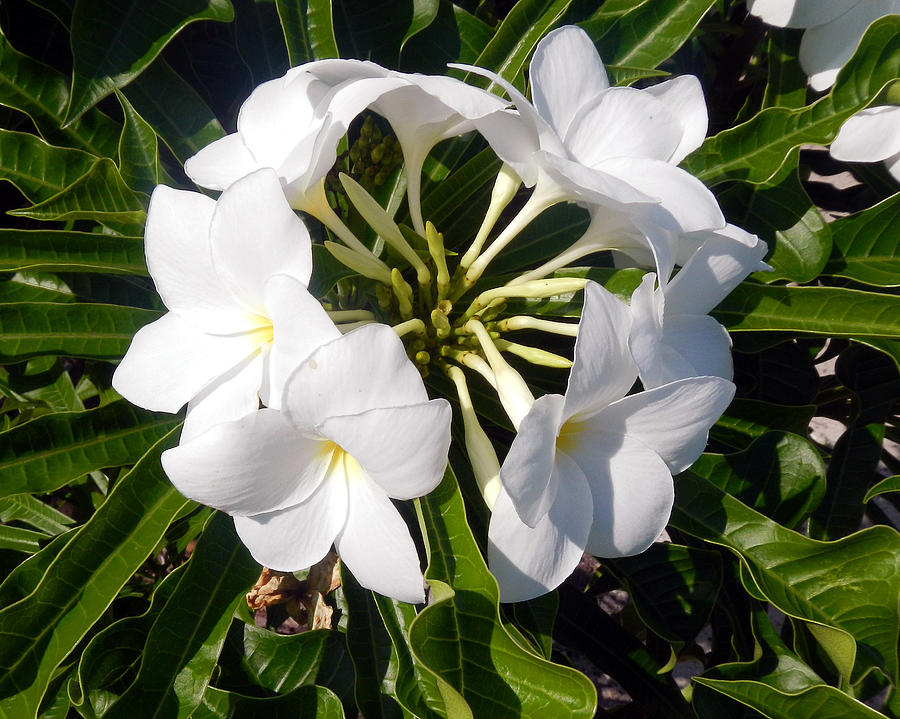 White Flower In Bloom Photograph