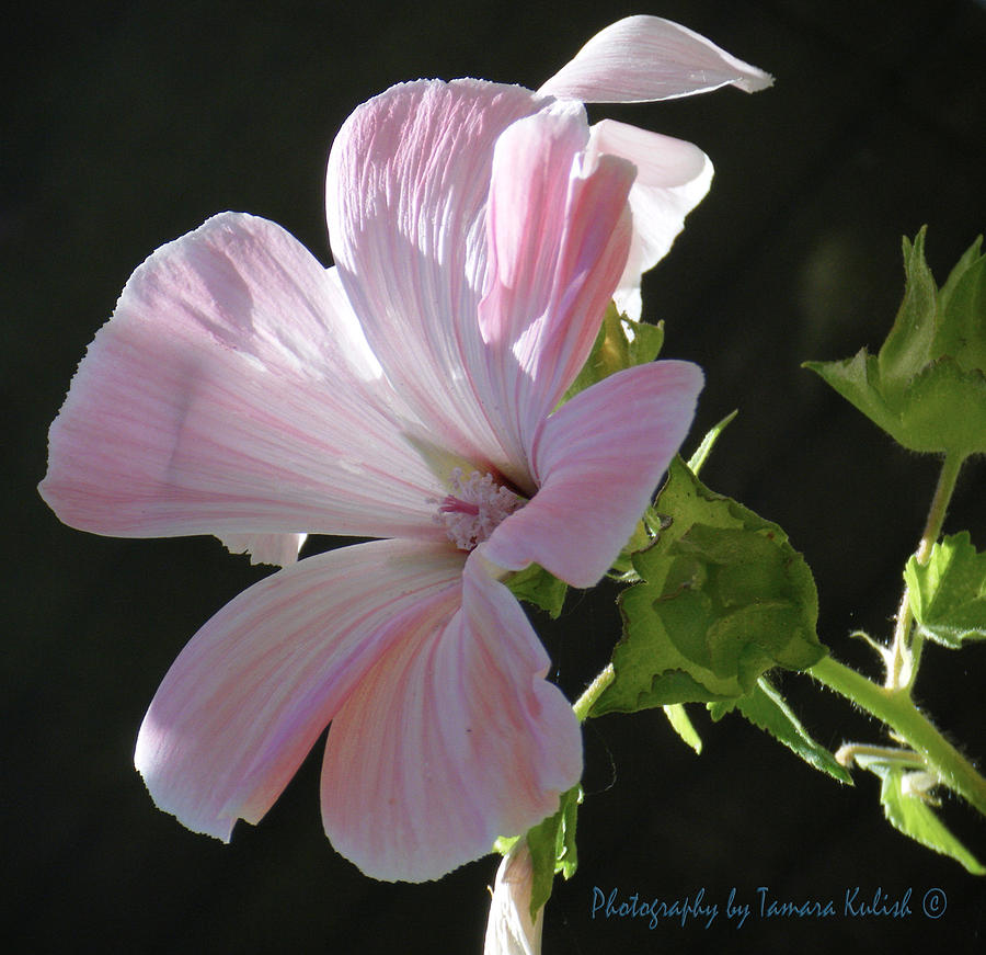Flower Photograph - White Flower in Michelles Garden by Tamara Kulish