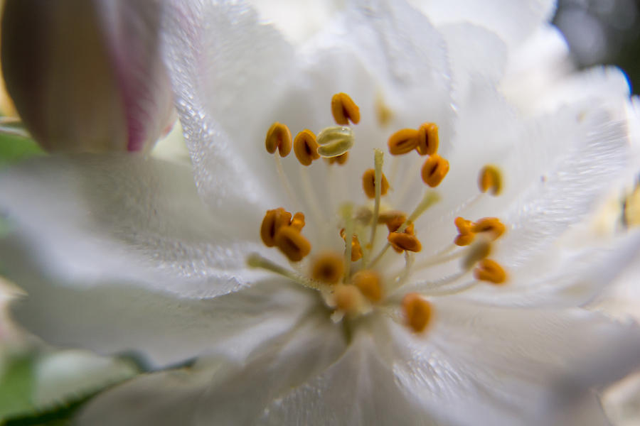 White Flower Photograph by Jay Stockhaus