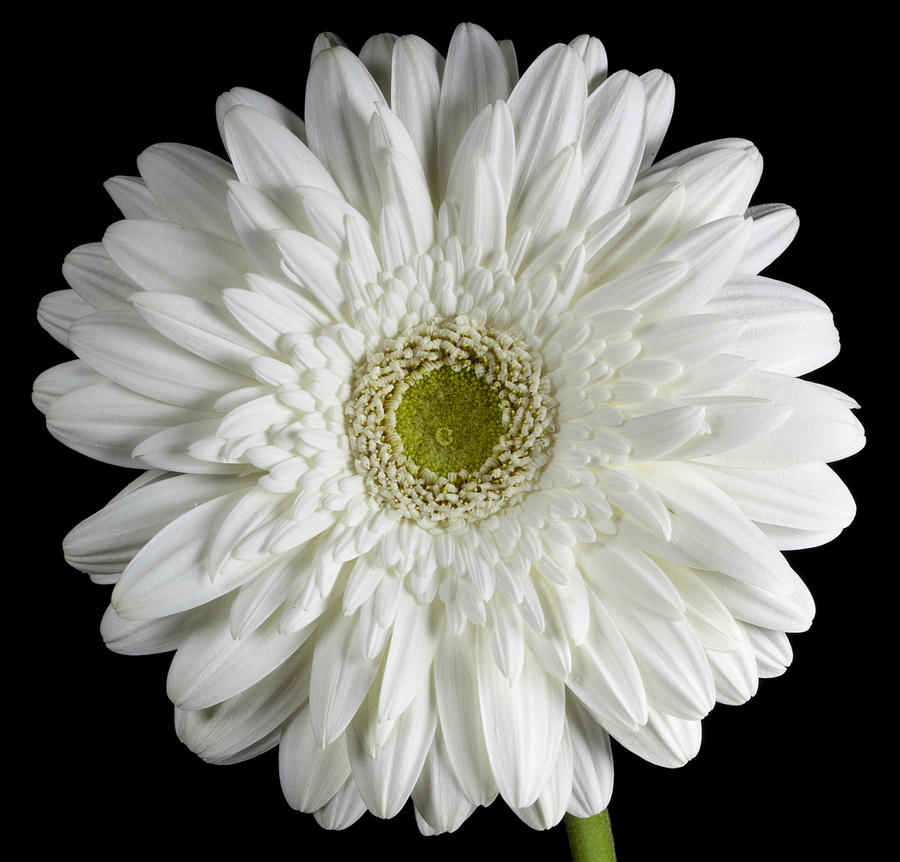 White Flower Photograph by John Crothers