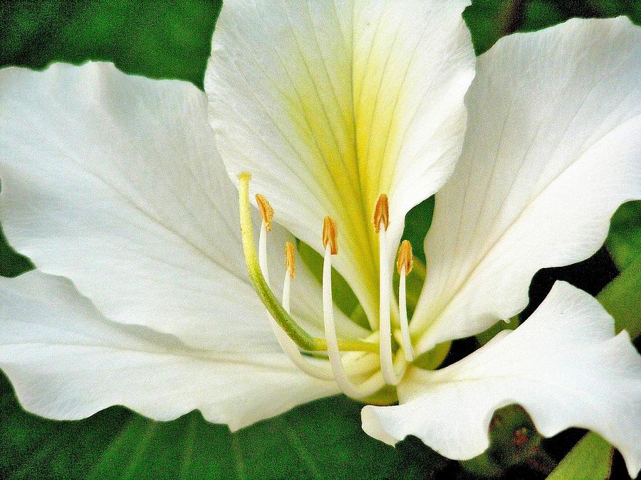 Nature Photograph - White Flower by Kelly Mac Neill