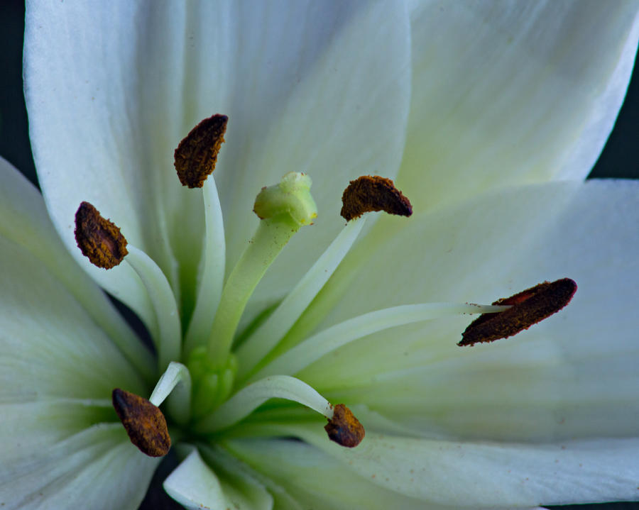 White Flower Macro Photograph by Diane Bell