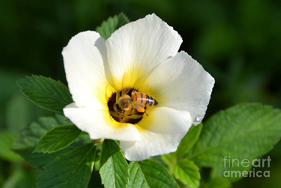 White Flower- Nectar Photograph by Darla Wood
