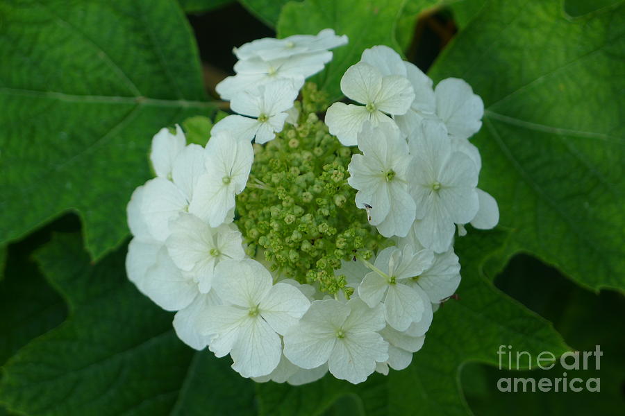White flower Photograph by Nora Boghossian