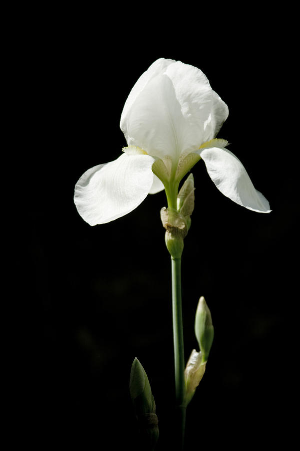 White Flower On Black Photograph by Raimond Klavins