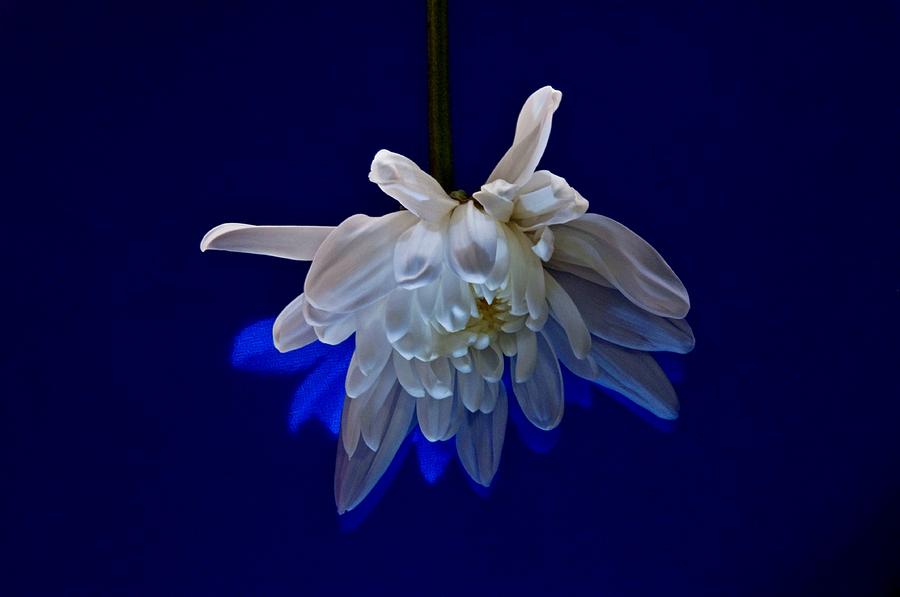 White Flower on Dark Blue Background Photograph by Phyllis Meinke