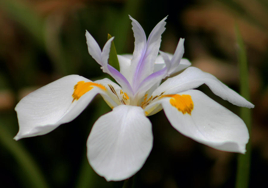 Nature Photograph - White Flower by Pamela Walton