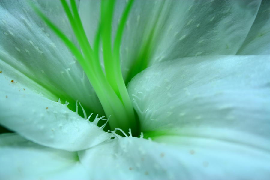 White Flower Photograph by Paula Brown