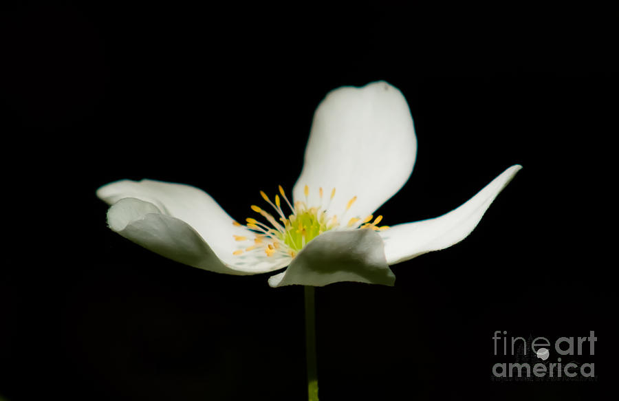 White Flower Photograph by Ronald Grogan
