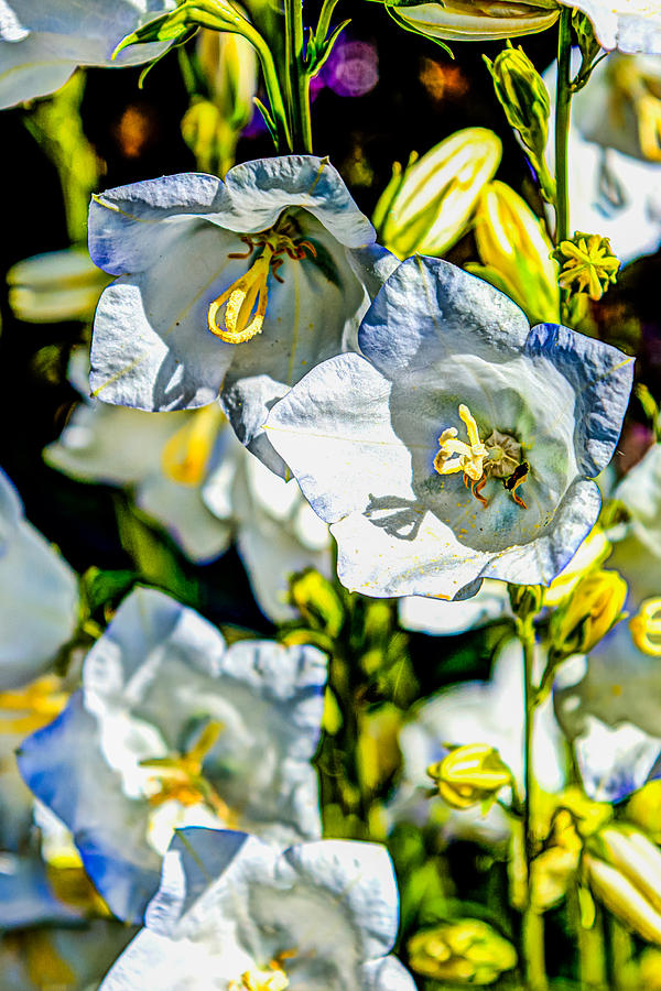 White Flower Spendor Photograph by Chris McKenna