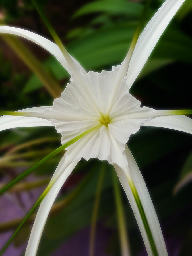 White Lily Photograph - White Flower Spider by Ym Chin