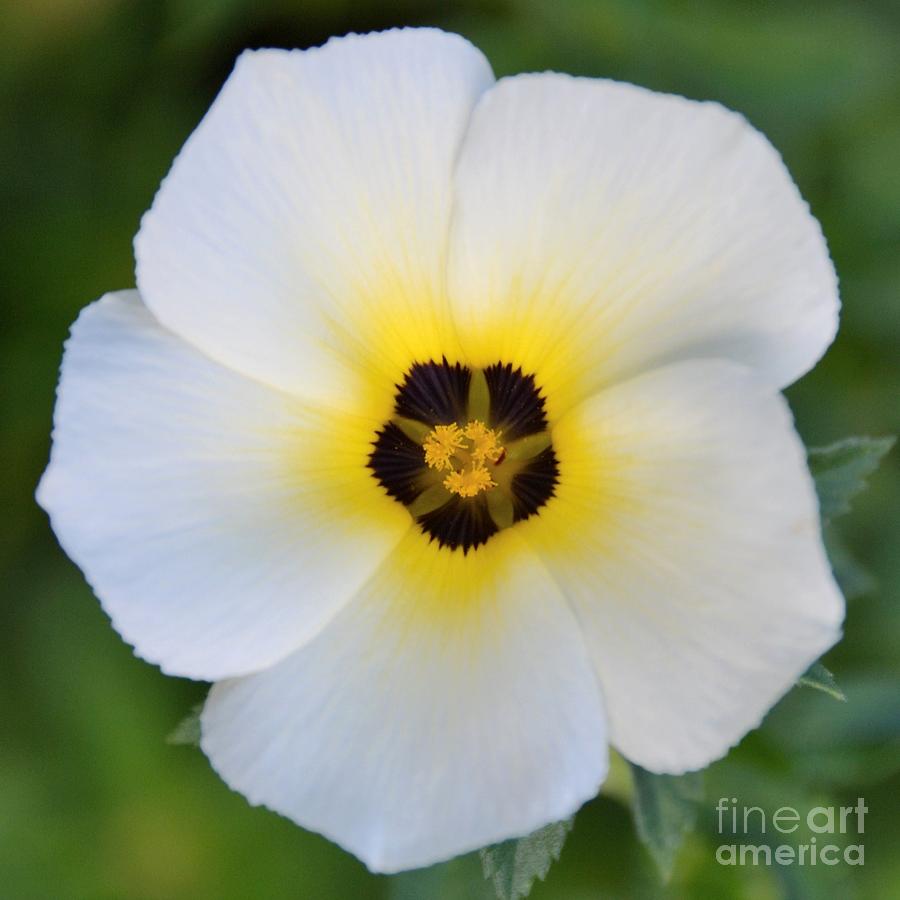 White Flower- Spotlight Photograph by Darla Wood