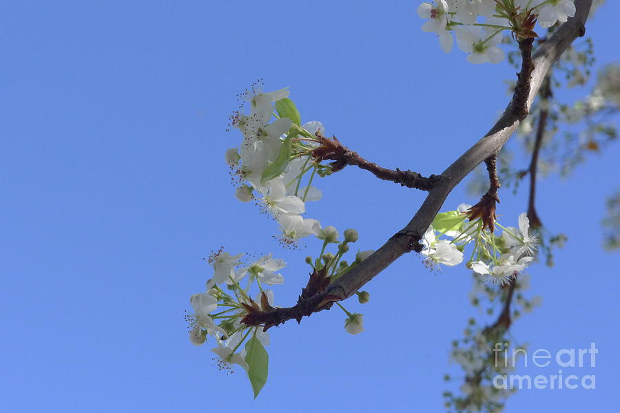 White Flower Tree Blooms Photograph by Nora Boghossian