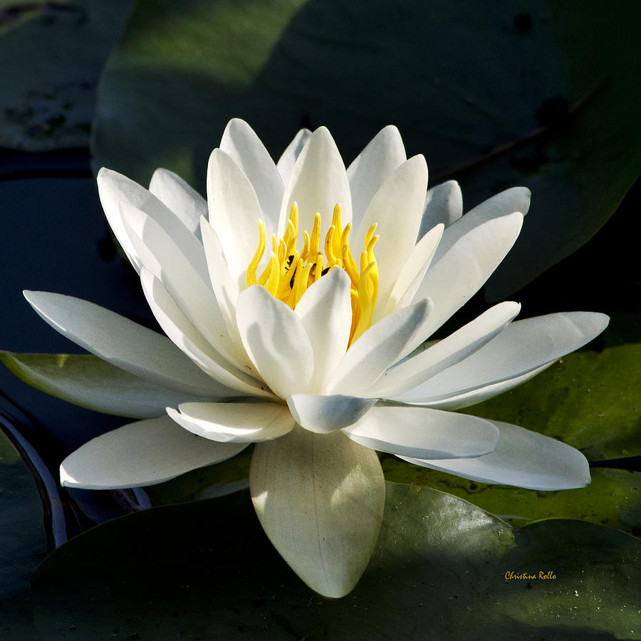 Flower Photograph - White Water Lily by Christina Rollo