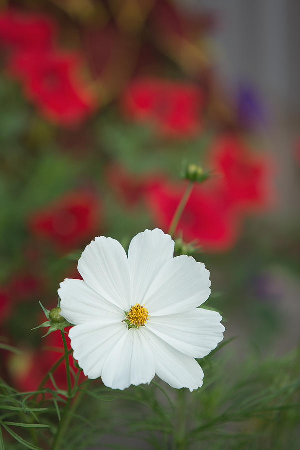 White flower with red flowered background Photograph by Jack Nevitt