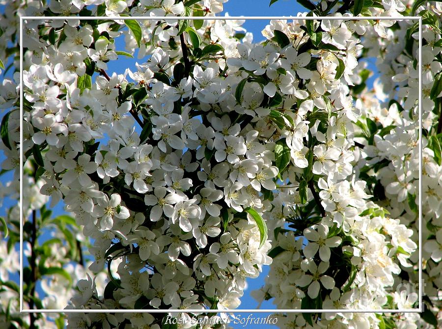 White flowering crabapple tree Photograph by Rose Santuci-Sofranko