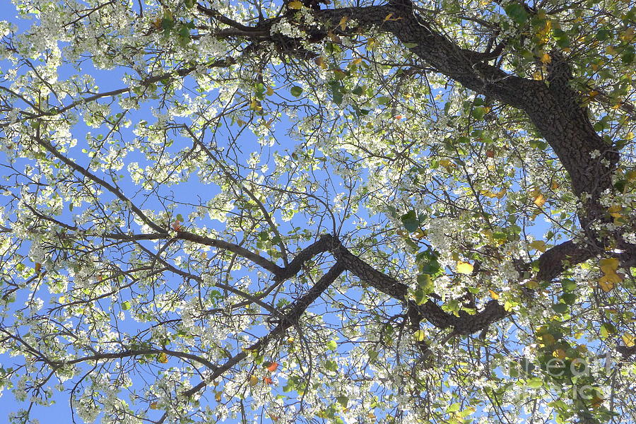 White Flowering Tree Photograph by Nora Boghossian