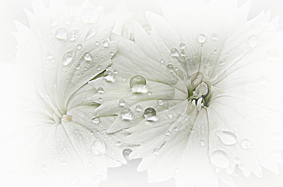 White Flowers an Rain Drops Photograph by Sheri McLeroy