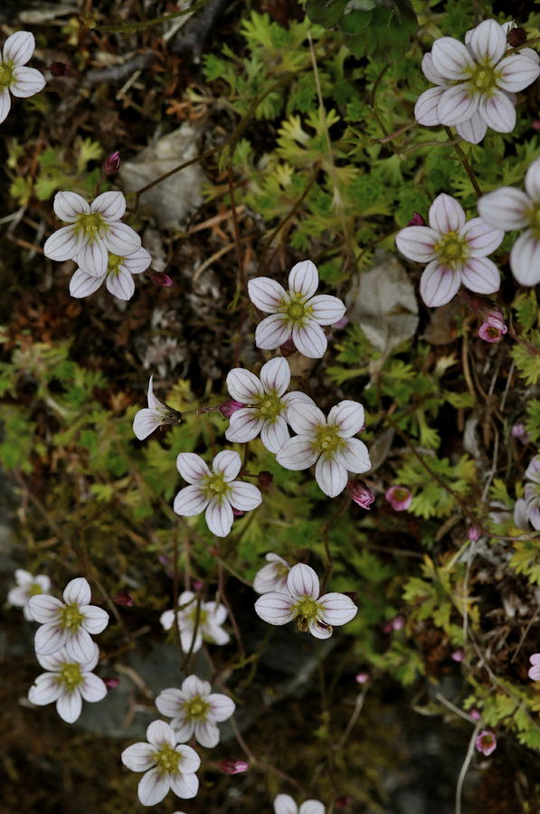 White Flowers And Moss Photograph
