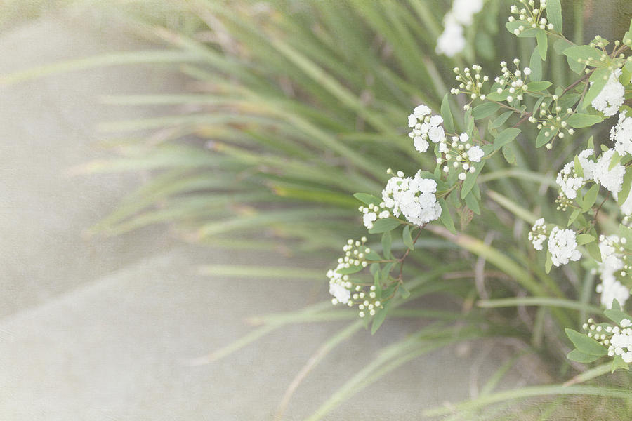 White Flowers And Ornamental Grass Photograph by © Suzette Rothlisberger