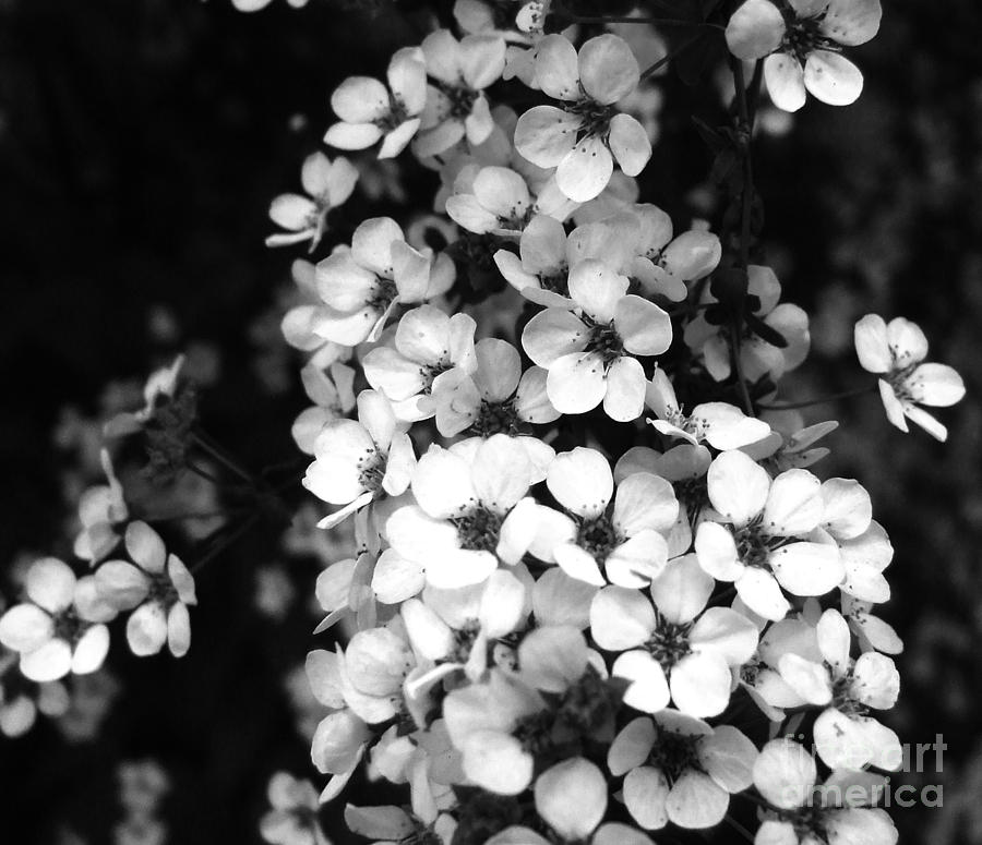 White flowers Photograph by Andrea Anderegg