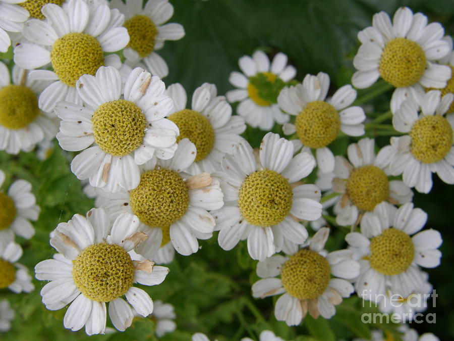 White Flowers Photograph by Bev Conover