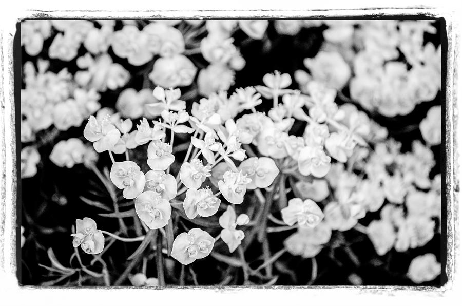 White Flowers  Photograph by Craig Perry-Ollila