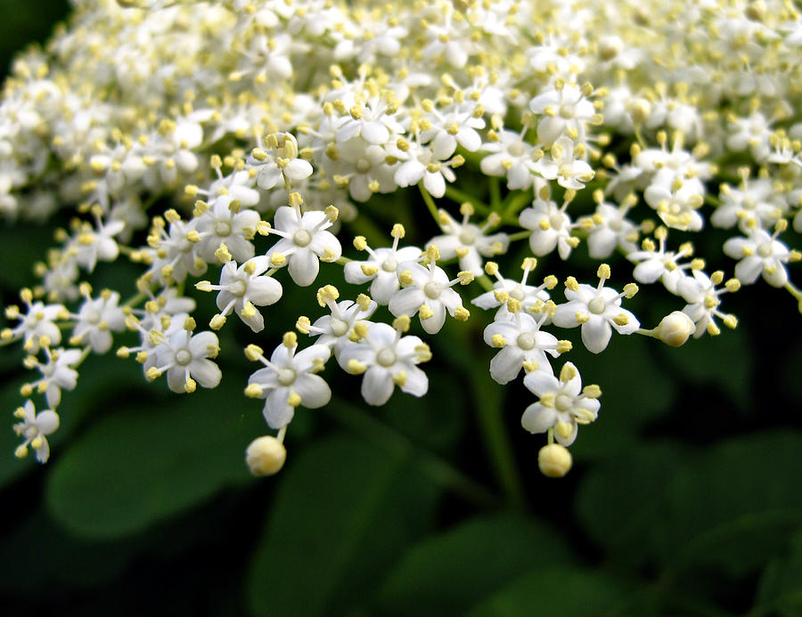 White flowers Photograph by Daliana Pacuraru