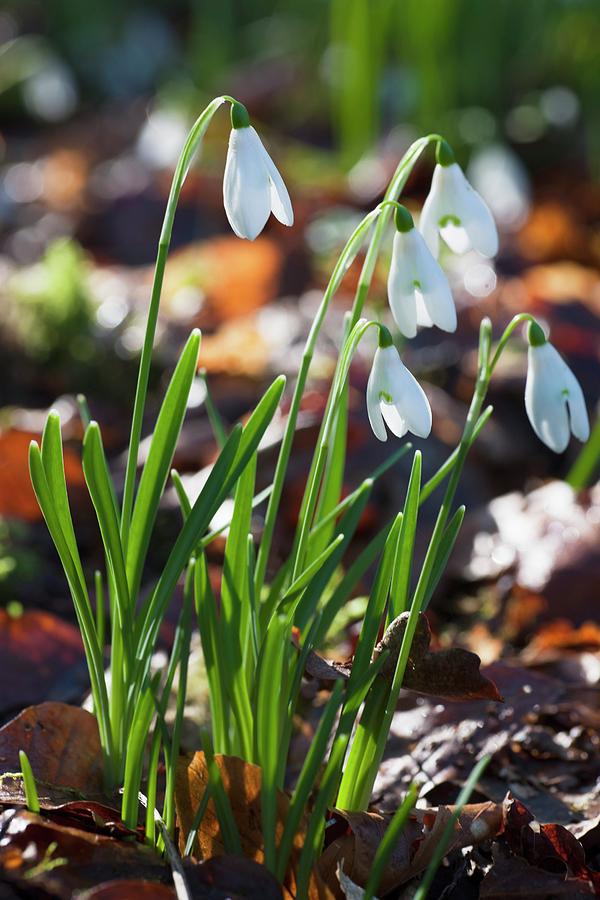 White Flowers Drooping Dumfries Photograph by John Short - Fine Art America