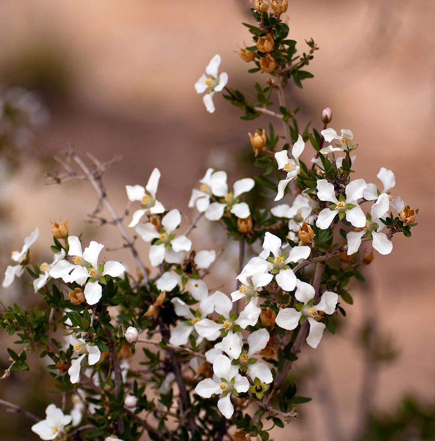 White flowers Photograph by Eric Rundle
