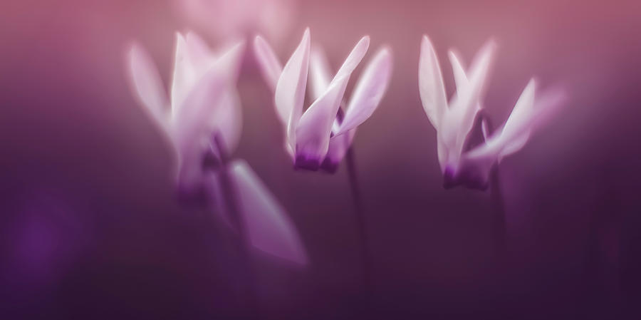 White Flowers In Blossom In A Purple Photograph by Robert Schenck