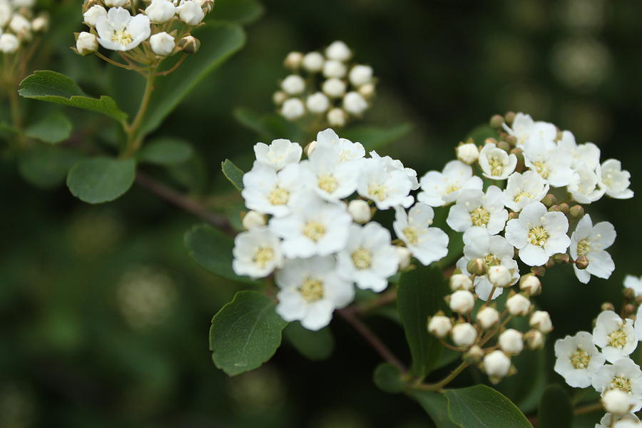 Nature Photograph - White Flowers by Louis Olswang