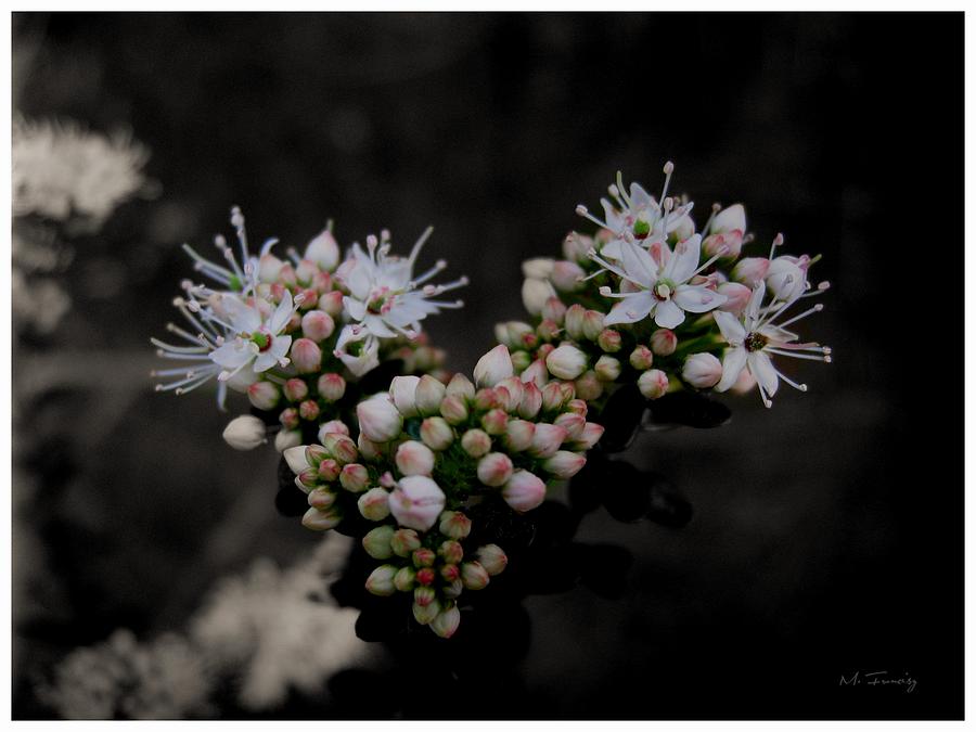 White Flowers Photograph by Maciek Froncisz