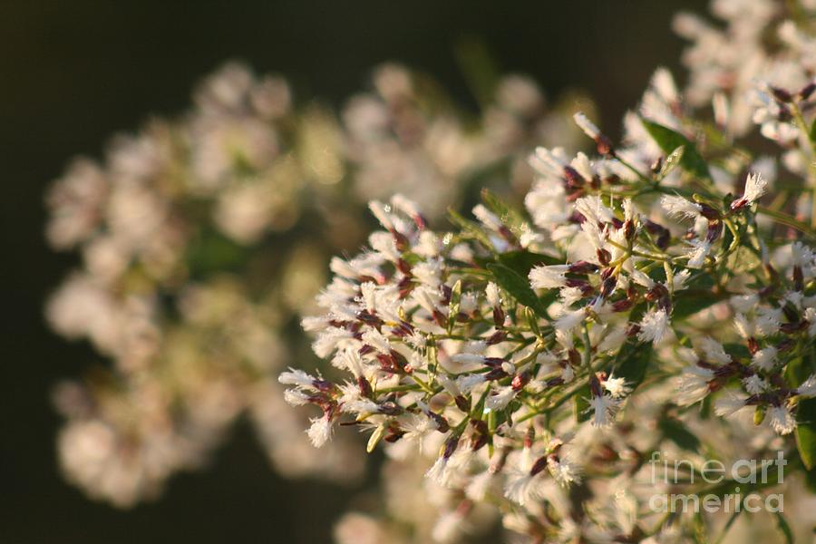 White Flowers Photograph