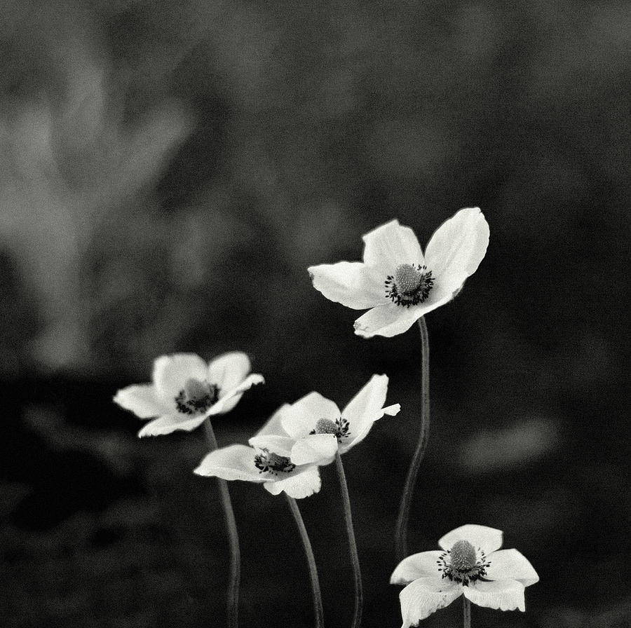 White Flowers Photograph by Olga Tremblay