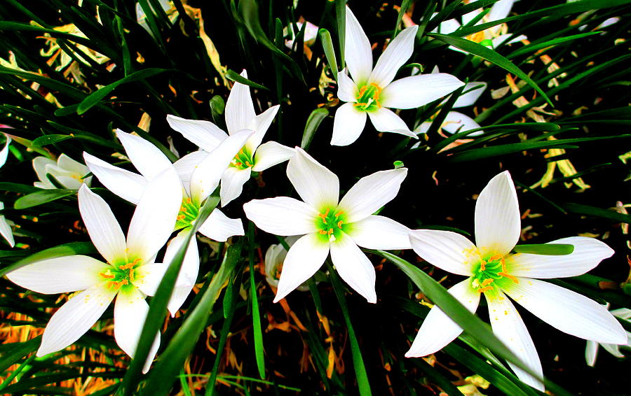 White Flowers Photograph by Randall Weidner
