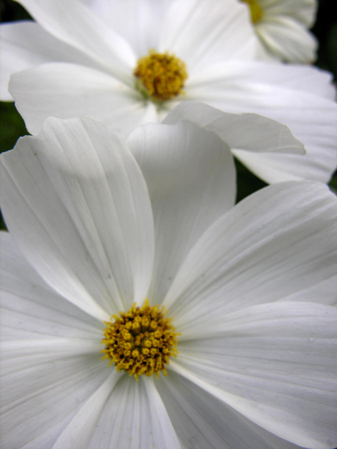 White Flowers Photograph by Robert Lozen