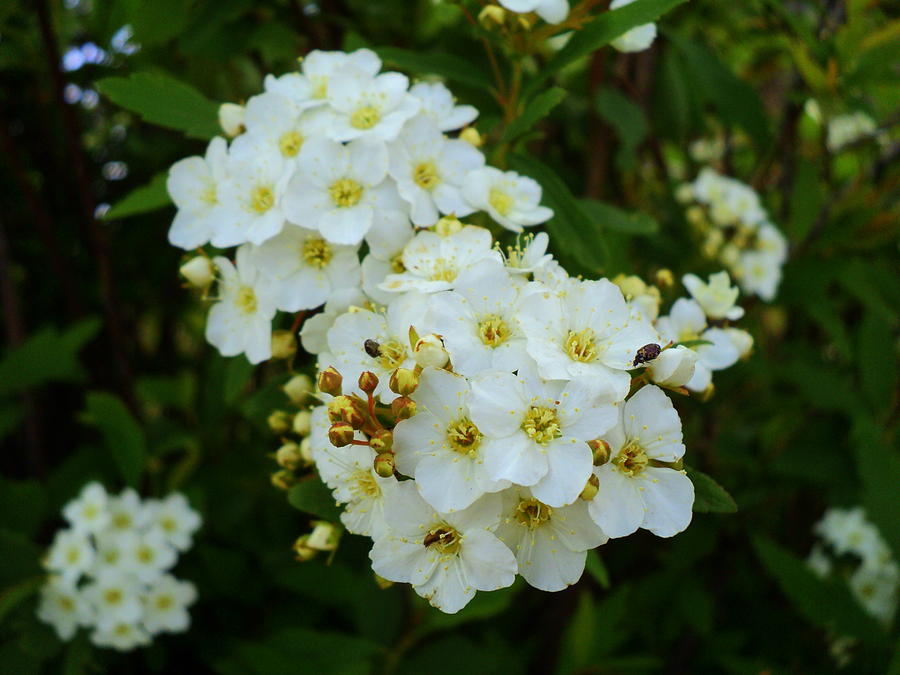 White Flowers Photograph by Salman Ravish