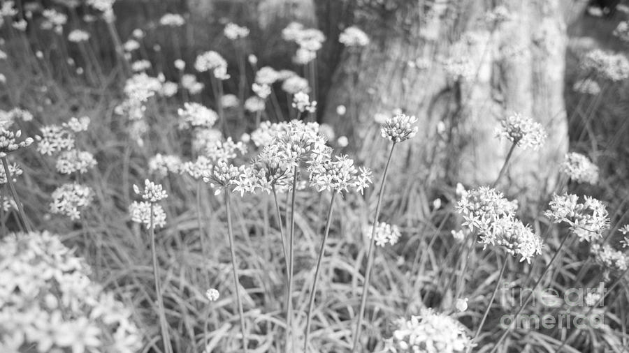 Black And White Photograph - White Flowers by Setsiri Silapasuwanchai