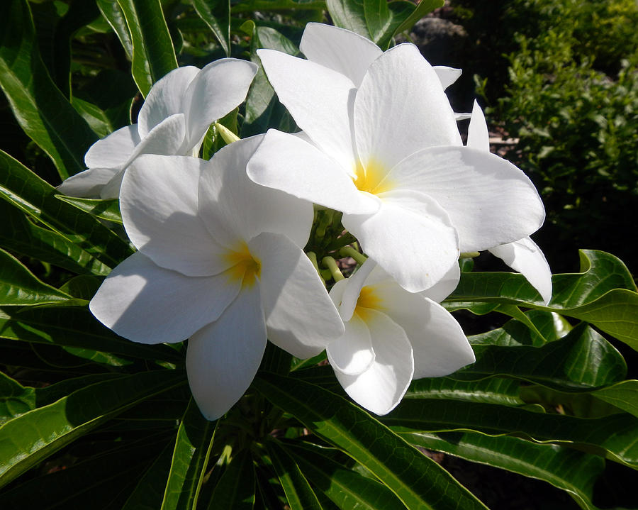 White Flowers Photograph