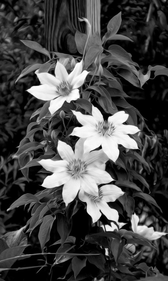 White flowers Photograph by Tracy Winter