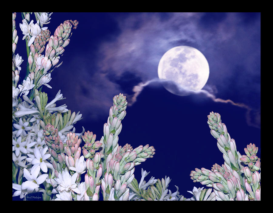 White Flowers Under The Moon Photograph By Anil Mahajan