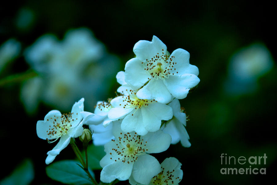 White Flowers Photograph by William Norton