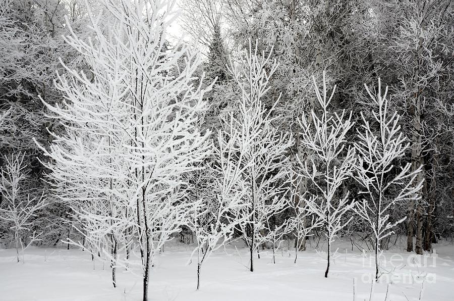 White Forest Photograph by Elaine Berger