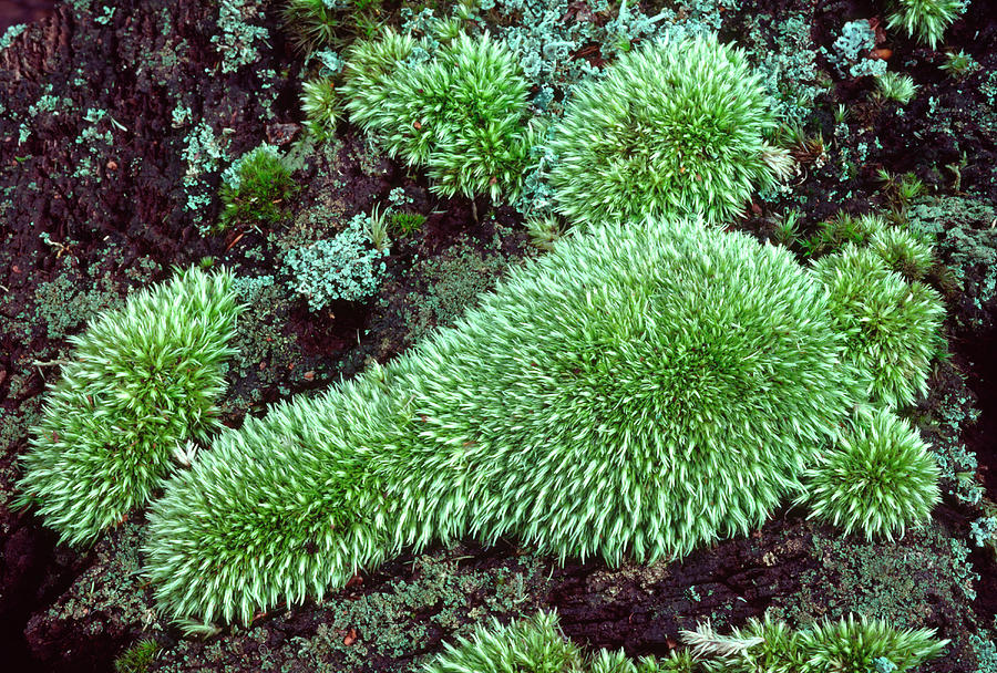 White Fork Moss Photograph by Science Photo Library White Fork Moss Photograph by Science Photo Library