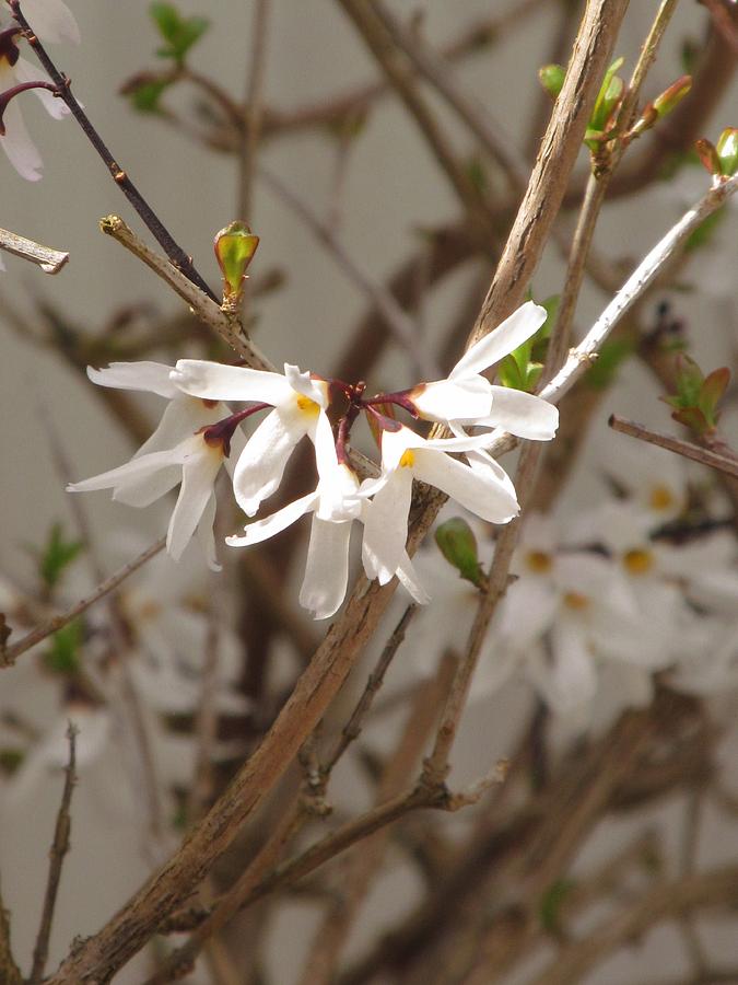 White Forsythia Photograph by Alfred Ng